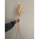 Pampas Grass, Dried floral décor (10 stems per bunch)