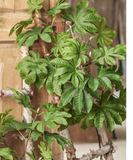 Artificial Octagonal Foliage Branch 37.4" Tall