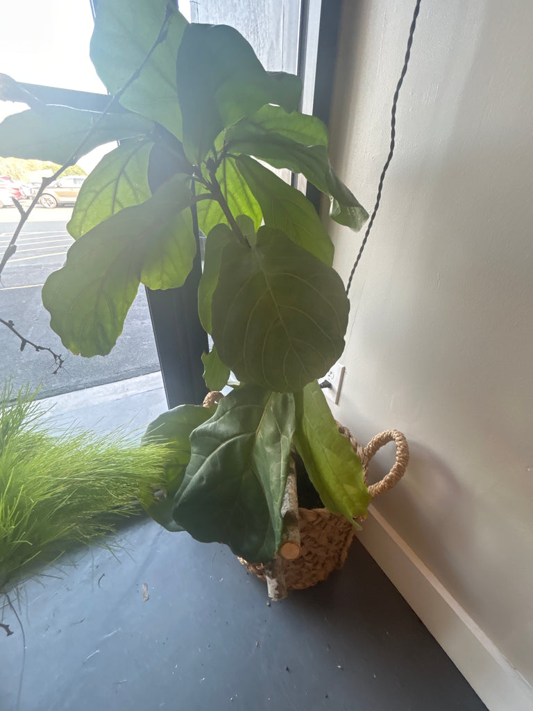 3 stem fiddle leaf fig Fiddle leaf fig 3' – Eastwood home