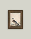 A Duck Framed Antique Art