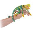 Mini Lizard, Collared