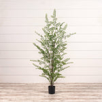 35" FERN TREE IN BLACK POT