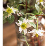 German Clematis Flower Stem in White 40" Tall