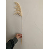 Pampas Grass, Dried floral décor (10 stems per bunch)