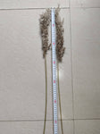 Pampas Grass, Dried floral décor (10 stems per bunch)