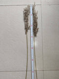 Pampas Grass, Dried floral décor (10 stems per bunch)