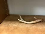 Antler