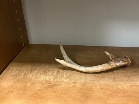 Antler