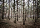 Pine Forest Poster Photo Art