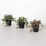Potted Fittonia