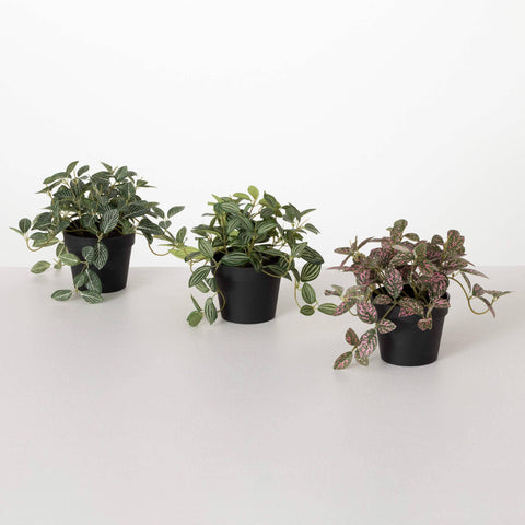 Potted Fittonia