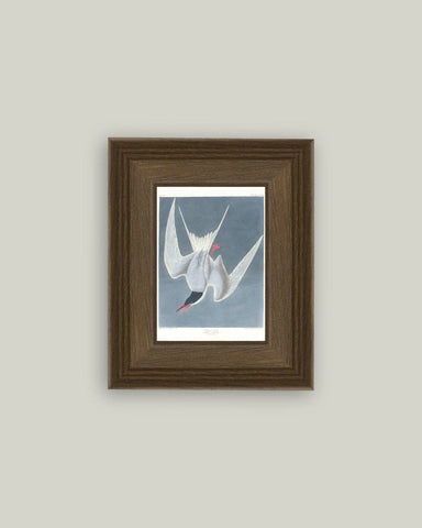 Great Tern Bird Painting Framed Antique Art