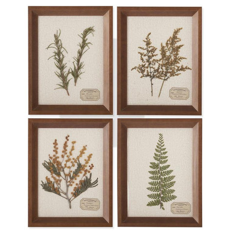 Assorted 9.25 Inch Dried Botanical Framed Art (4 Styles