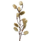 Botanical Stem - White Sage