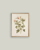 Rosa Framed Antique Art
