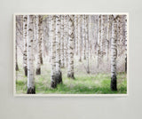 Birch Forest Poster Photo Art