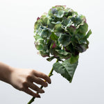 Green Hydrangea Stem