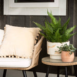 Potted Fittonia
