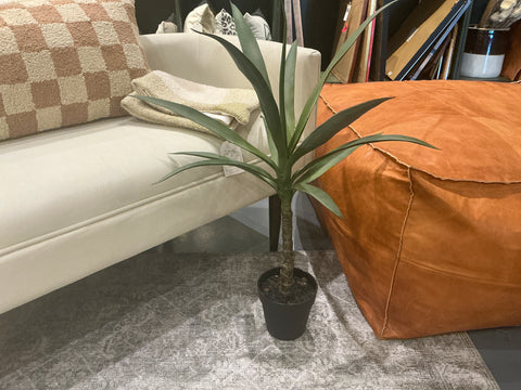Aloe plant