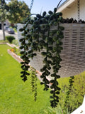 Soft Touch Faux String of Pearls, Hanging Succulents,
