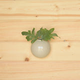 Logan Wall Bubble - Lrg - Flecked White