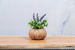 Cement Pumpkin Planter