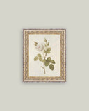 Misty Rose Framed Antique Art