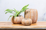 Cement Pumpkin Planter