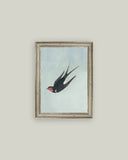 Swallow Boraston
