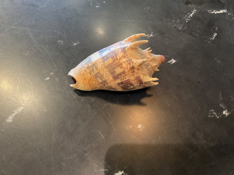 Sea shell