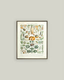 Legumes ET Plantes