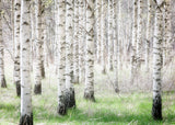 Birch Forest Poster Photo Art