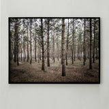 Pine Forest Poster Photo Art
