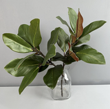 22''T Nature Touch Faux Magnolia Leaf Branch, Indoor/Ourdoor
