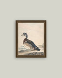 A Duck Framed Antique Art