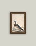 A Duck Framed Antique Art