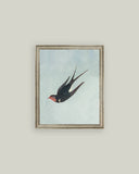 Swallow Boraston