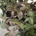 Potted Fittonia
