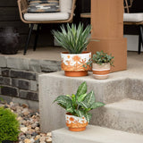 Potted Fittonia