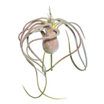 Vickerman 6" Green/Red Flocked Tillandsia Pick