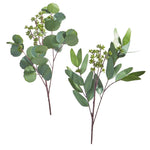 19 Seeded Eucalyptus Pick